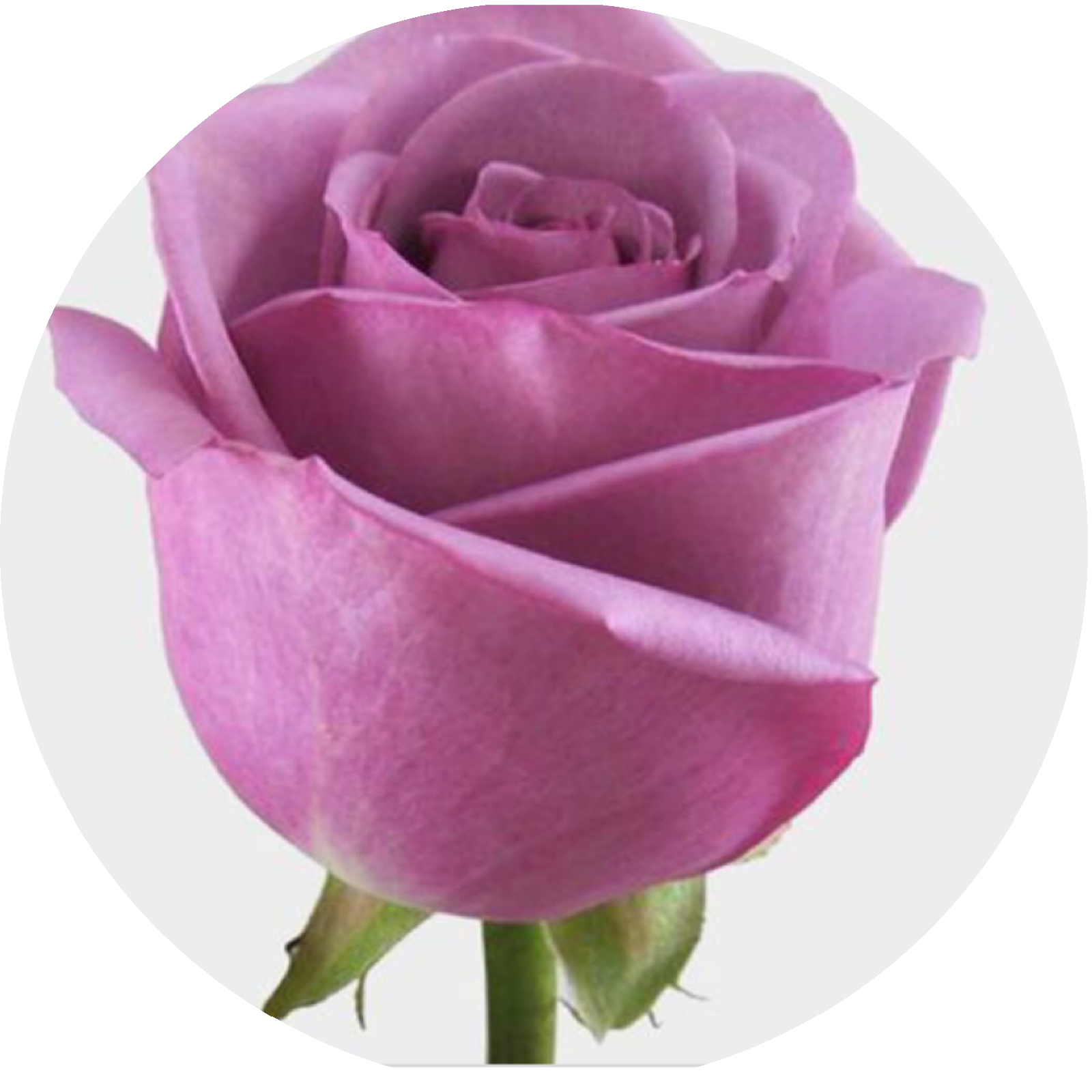 Lavender Rose